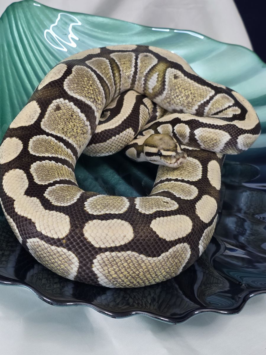 Artemis — Desert Ghost Het Clown