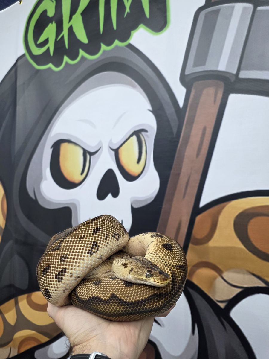 Ember — Pastel Clown