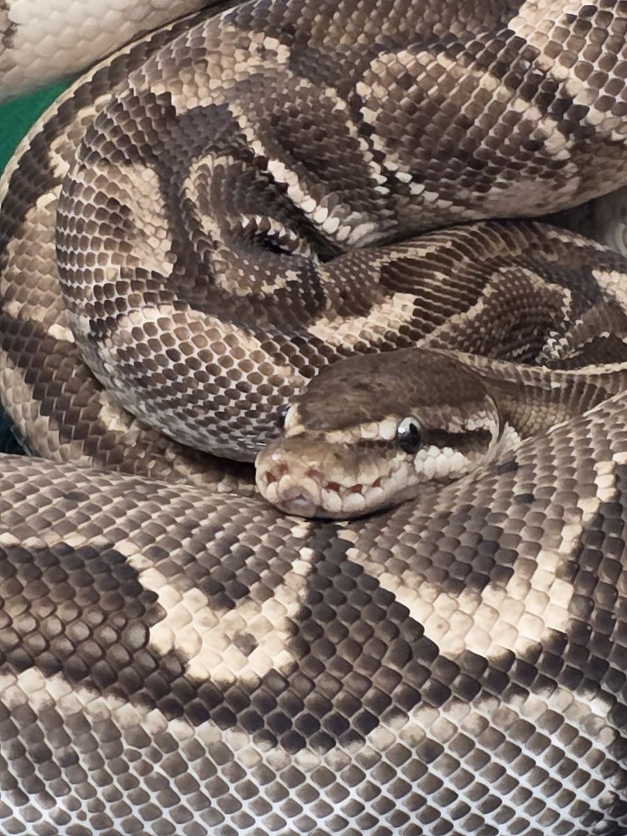 Kai — Bamboo VPI Axanthic