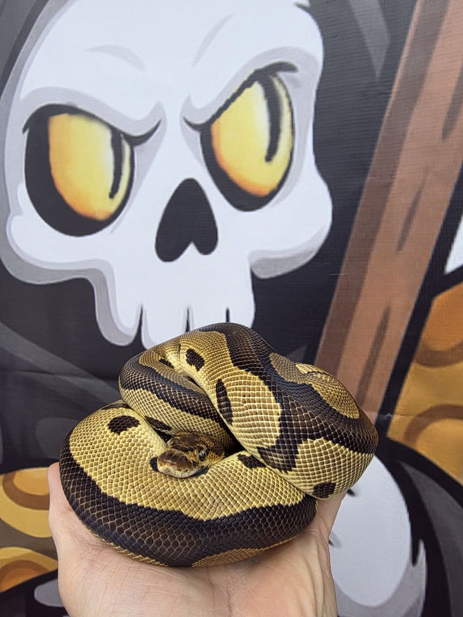Onyx — Leopard Clown
