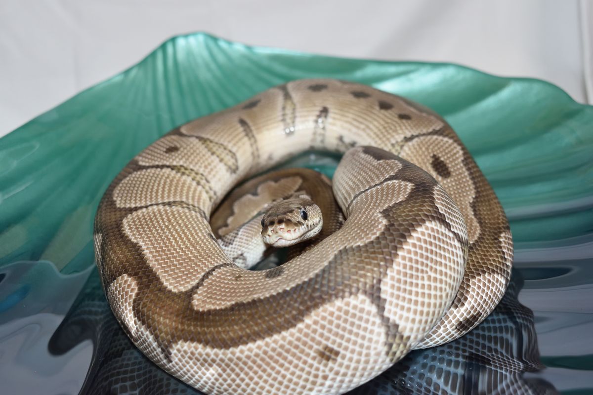 Shaggy — VPI Axanthic Clown