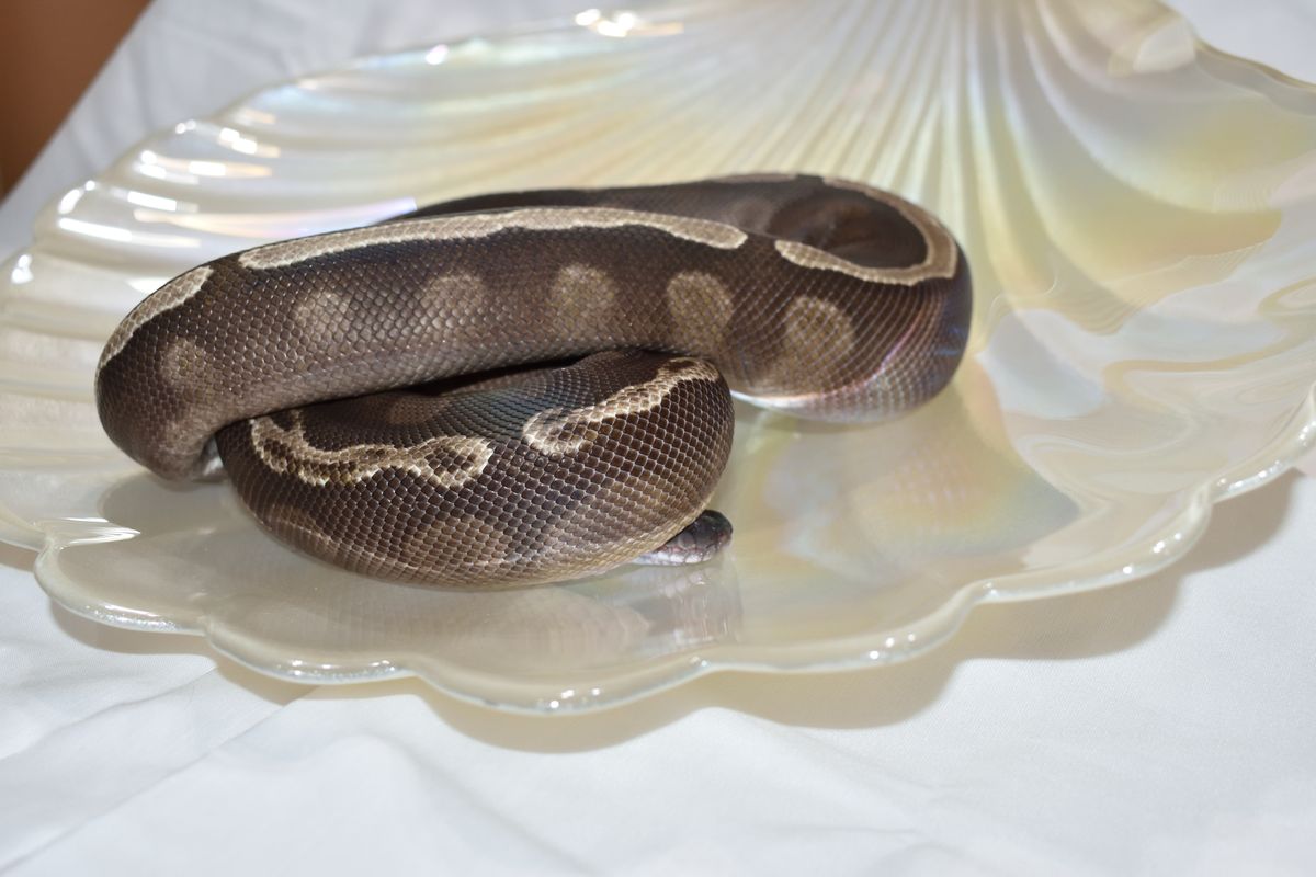 Andarna — GHI Mojave