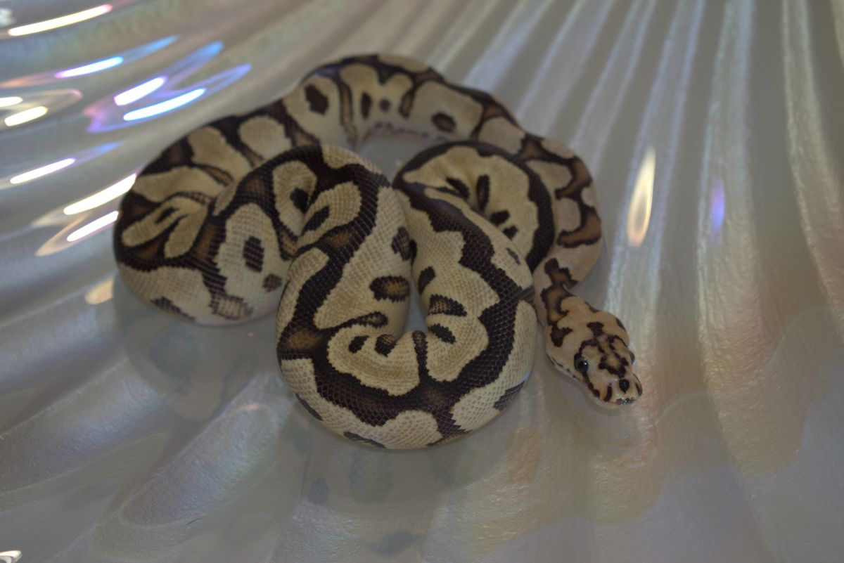 Mater — Fire Redstripe Spotnose Clown