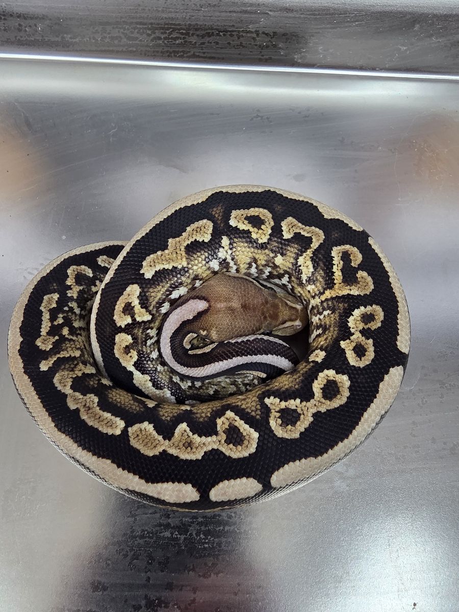 Zero — Cinnamon Spotnose YB Dbl Het Clown DG 66% Het Hypo
